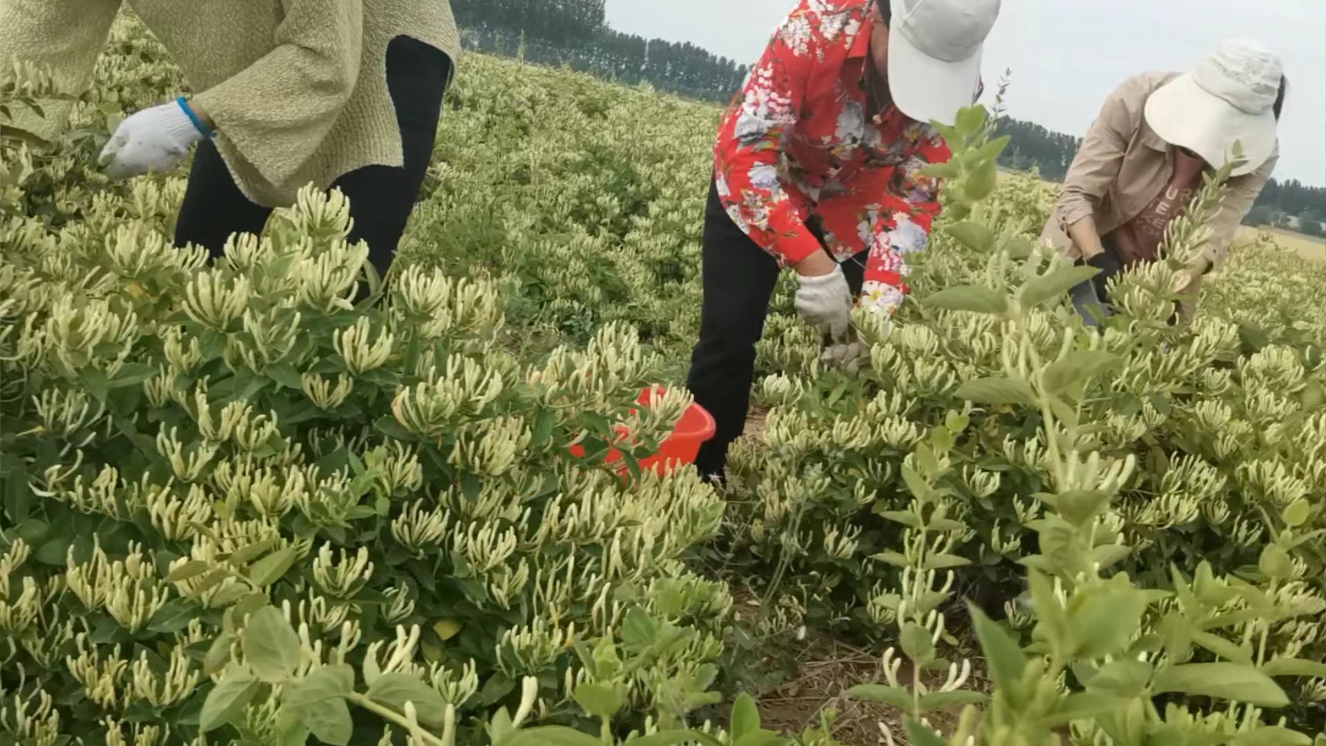 國(guó)家林業(yè)局造林綠化司司長(zhǎng)王祝雄在省、市林業(yè)部門相關(guān)領(lǐng)導(dǎo)陪同下